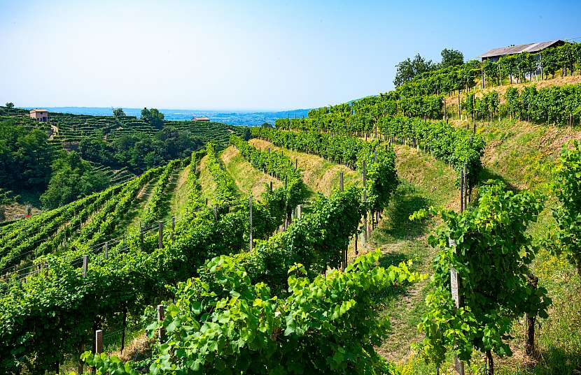 Vinohrad v italském Proseccu