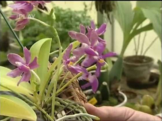 Množení orchidejí
