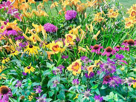 Nejoblíbenější a nejkrásnější květiny českých venkovských zahrad