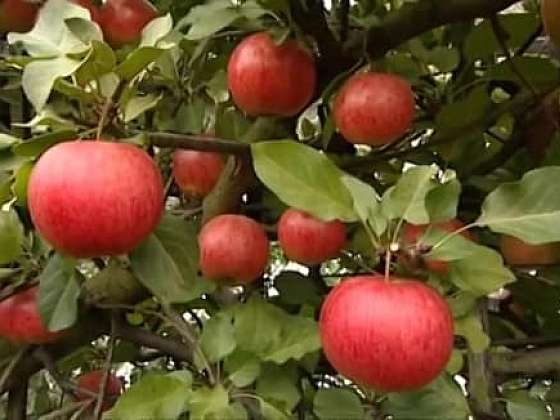 Pěstování jablek