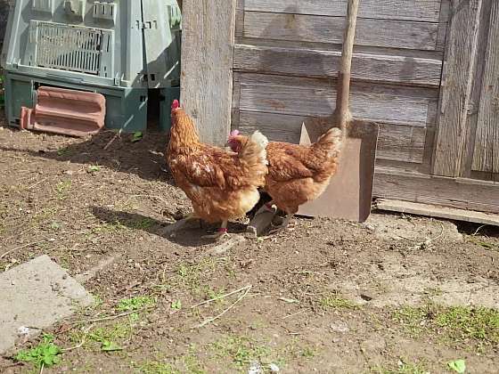 Očkování králíka, čmelíci u slepic, zrak kočky