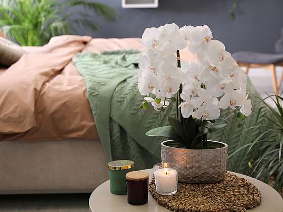 otevřít: Orchideje se vám při správné péči odmění záplavou květů