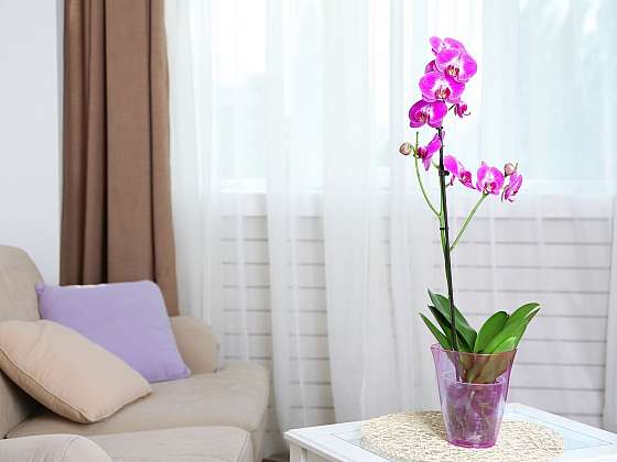 Nebojte se orchideje pěstovat doma