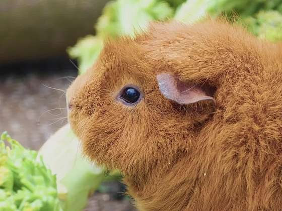 Rady pro výběr domácího mazlíčka, péči o starého psa a změny po kastraci feny