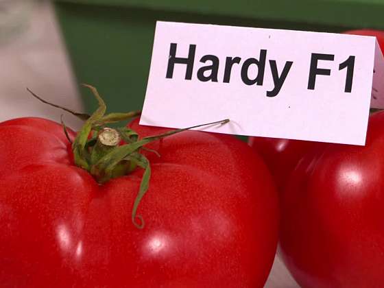 Odrůda Hardy F1
