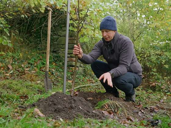 Výsadba mělce kořenícího stromu