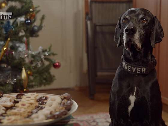 Jak krmit psa o Vánocích