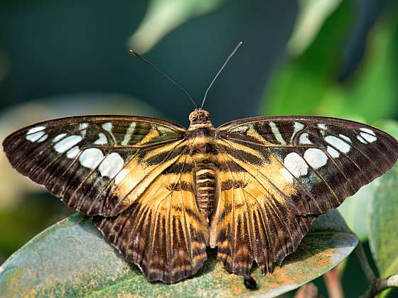 MEZINÁRODNÍ  ENTOMOLOGICKÝ VÝMĚNNÝ DEN A VÝSTAVA