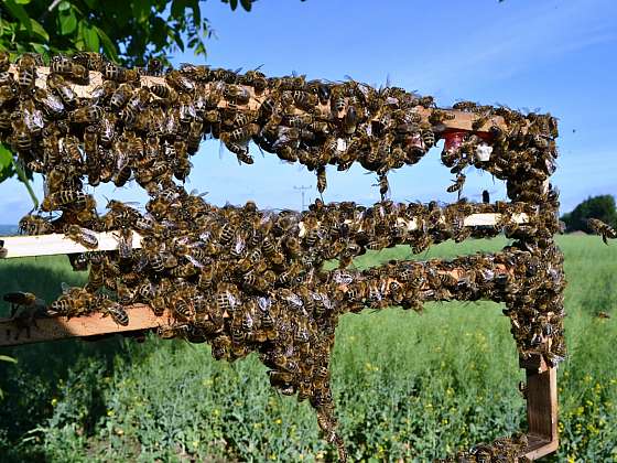 Znáte zázrak z úlu? A med to není…