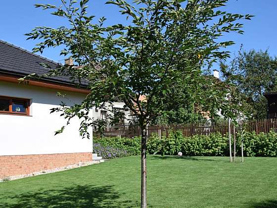 Architekt radí: Zajímavé soliterní stromy do zahrady