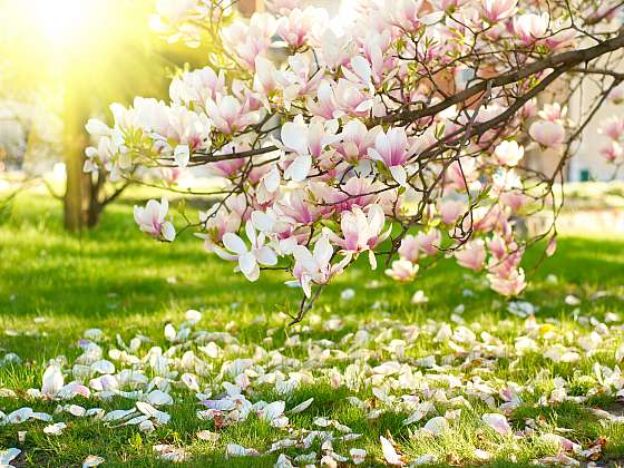 Její květy jsou na jaře nepřehlédnutelné. Víte, jak magnolii pěstovat?