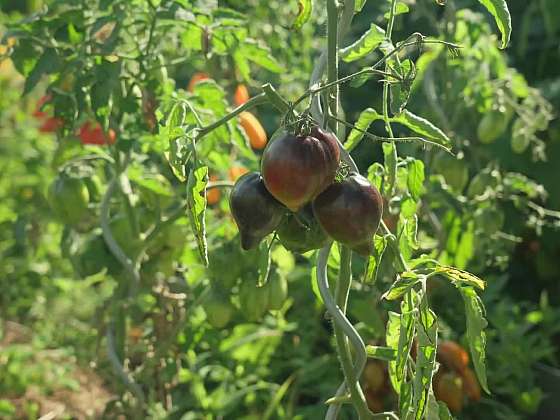 Rozmanitost odrůd rajčat