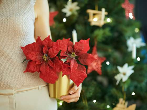 Typické vánoční květiny, které by u vás o Vánocích neměly chybět