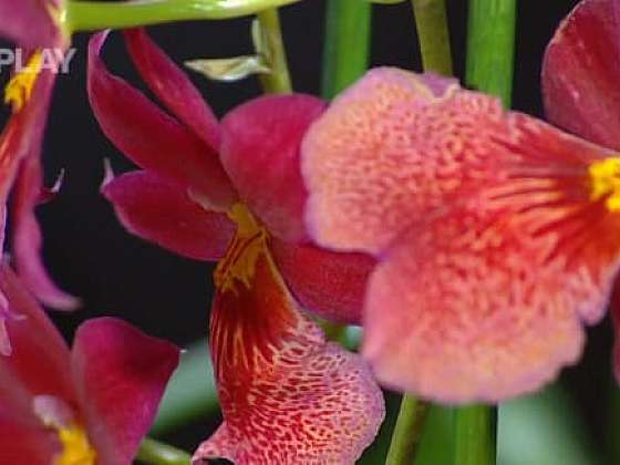 Jarní péče o orchideje
