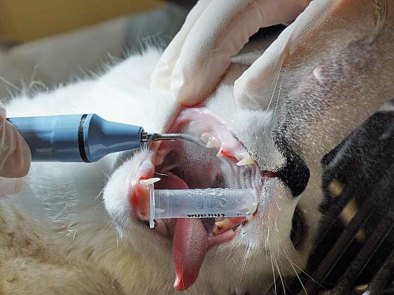 Veterinární ošetření zubů kočky pod narkózou