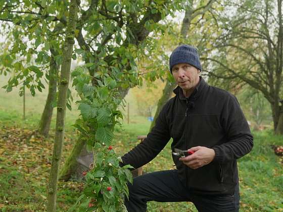 Výsadba malin na sluneční stěnu: Treláž