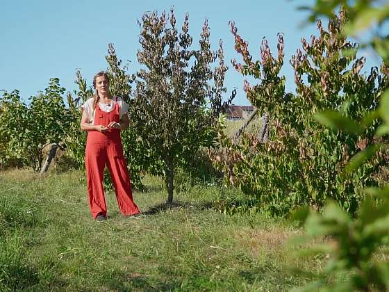 Pěstování dřínu