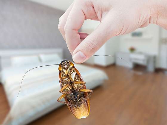 Nevítaný spolubydlící: hmyz ve skříních a potravinách. Jak se ho zbavit?