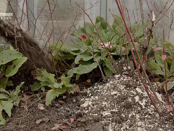 Zazimování borůvek, kompostování v zimě