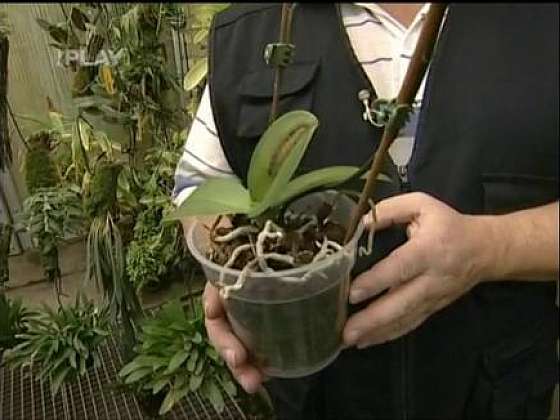 Zalévání orchidejí a péče o ně