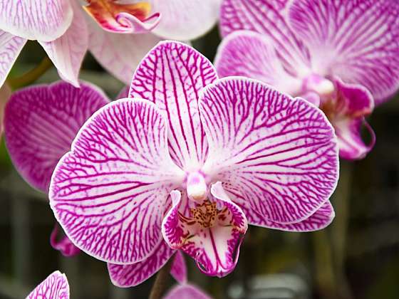 Orchideje mohou růst i u vás na zahradě