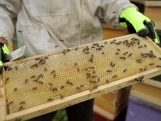 Jak začít s chovem včel