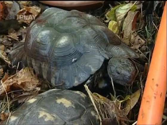 Zazimování suchozemských želv