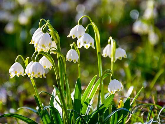 Jaro ukryté v cibulkách aneb 9 druhů cibulovin, bez nichž nebude vaše zahrada kompletní  