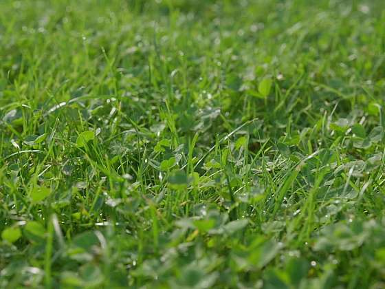 Co se zahradním odpadem