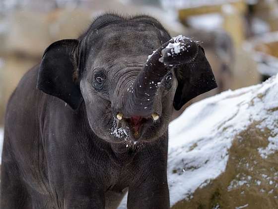 Zimní komentovaná krmení v Zoo Praha