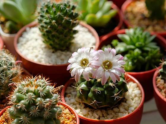 Jak přimět kaktusy, aby kvetly
