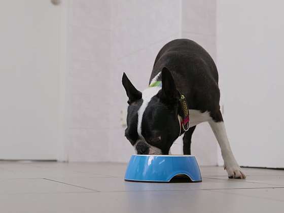 Veterinární poradna: Kožní problémy, citlivé trávení a nastydnutí psa