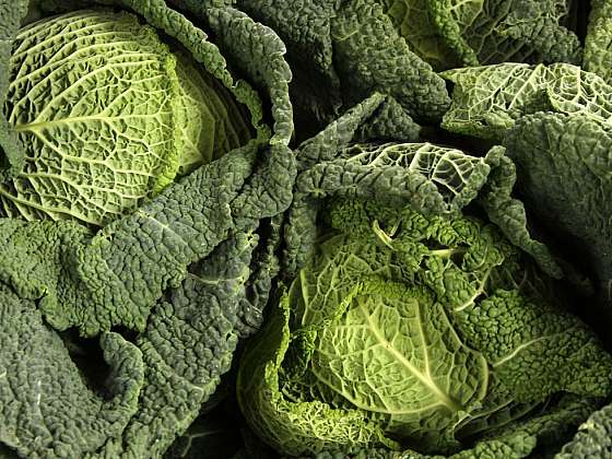 Nemoci a škůdci brukvovité zeleniny