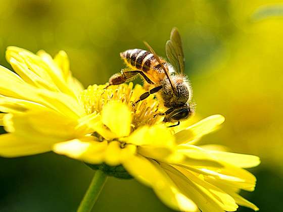 Včela jako zvaný host