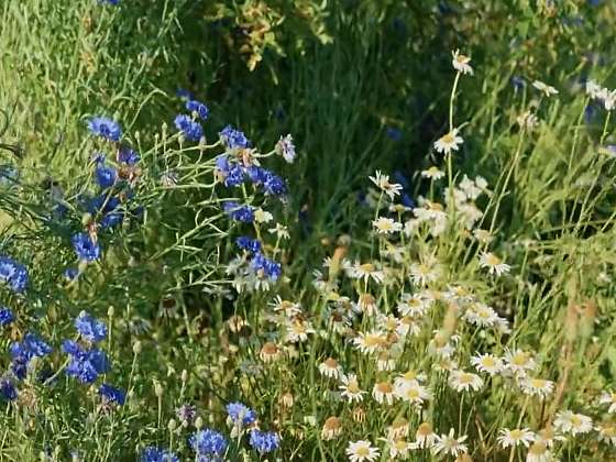 Mýty o přírodních zahradách