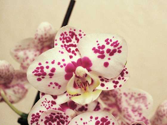 otevřít: Pěstování orchidejí