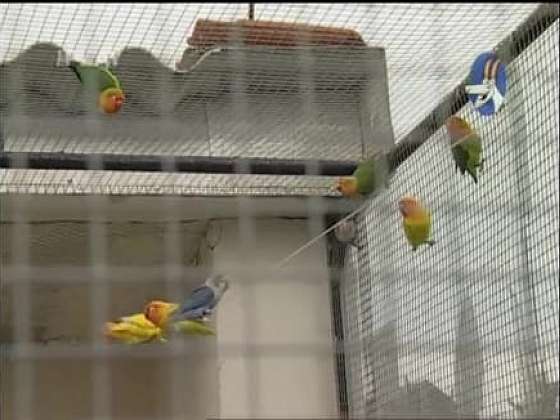 Jak připravit vhodnou voliéru pro papouška