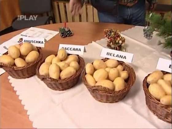 Jaké brambory použít na salát