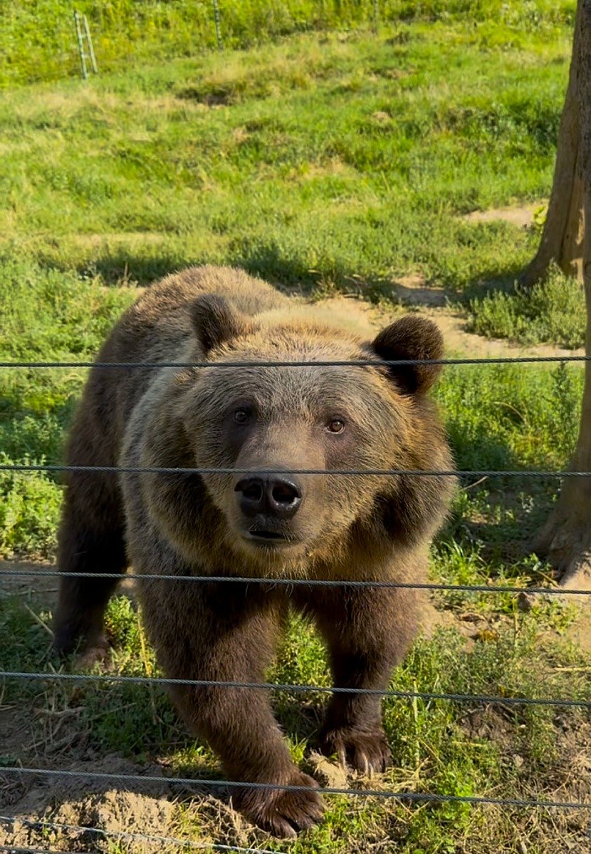 Medvědi, kteří nyní našli nový domov v Krkonoších, byli nalezeni ve špatném zdravotním stavu v oblasti Vysokých Tater