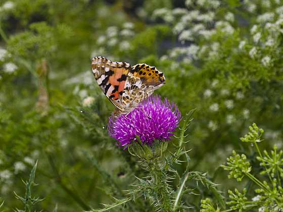 Motýli na zahradě – mohou být i v té vaší!