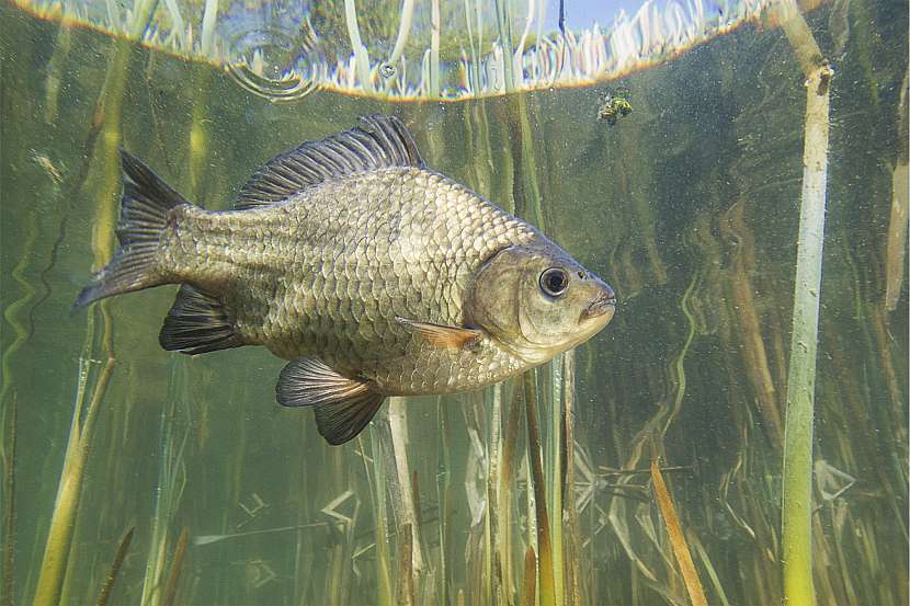 Karas obecný neboli Carassius carassius