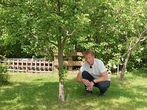 Nejčastější chyby v pěstování ovocných stromů - a jak je nedělat