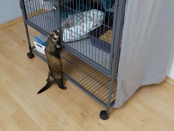 Veterinární péče v praxi: Pojištění mazlíčků, řešení říje u fretky a první příznaky srdečních potíží u psů