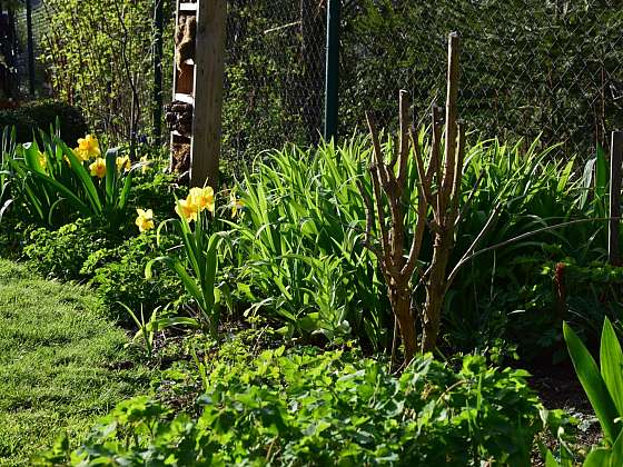Přípravy na jaro v okrasné zahradě