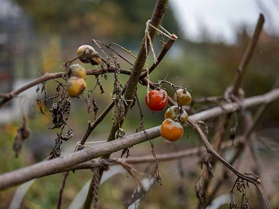 Podzimní úklid zahrady