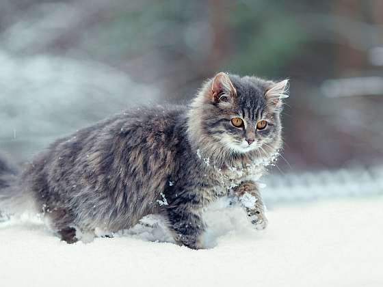 Otevřít: Kočka a její život v zimním období