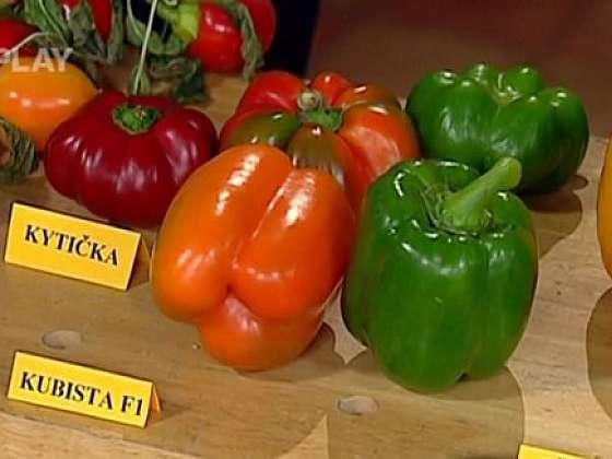 Novinky v odrůdách paprik