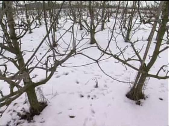 Zimní řez ovocných stromů