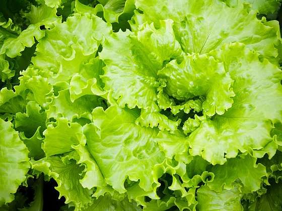 otevřít: Které plodiny jsou vhodné k salátům?