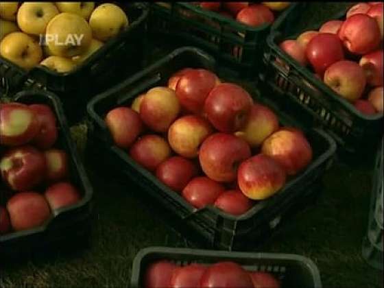 Jak připravit jabloně pro bohatou sklizeň